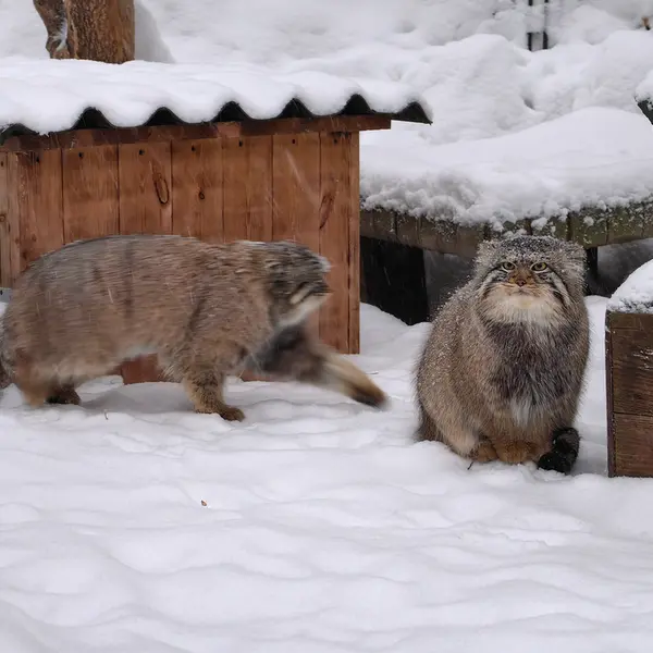 Фотография Евчика 2024 Г.р. Ⅱ в Новосибирском Зоопарке