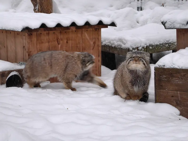 Фотография Евчика 2024 Г.р. Ⅱ и Евчика 2024 Г.р. Ⅳ в Новосибирском Зоопарке