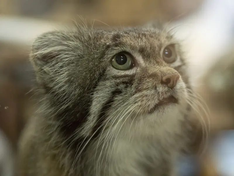 Фотография Клёна в Зоопарке Уено