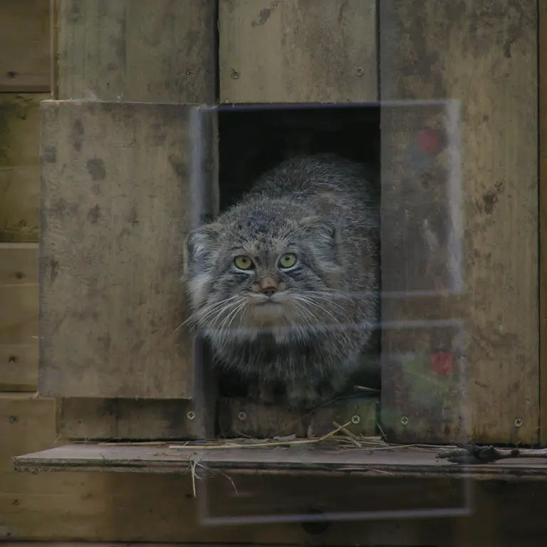 Фотография Алтая в Лэйклэнде Вайлдлайф Оазисе