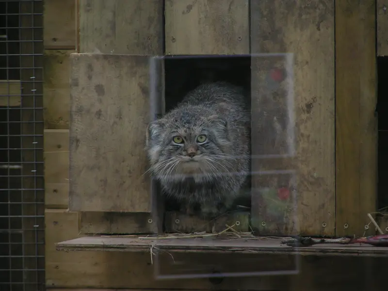 Фотография Алтая в Лэйклэнде Вайлдлайф Оазисе