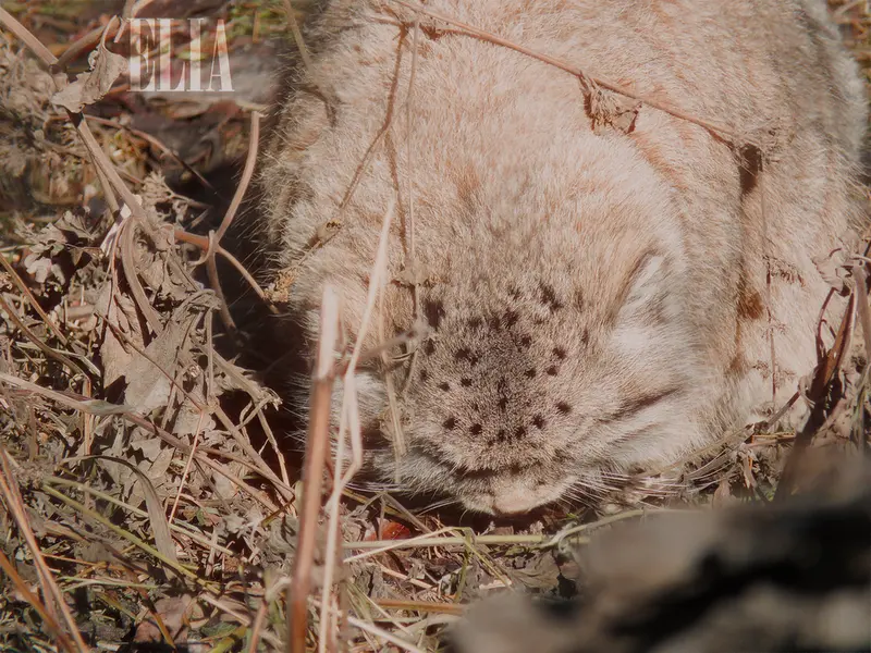 Фотография Олафа в Зоопарке Калгари / Институте Уайлдере