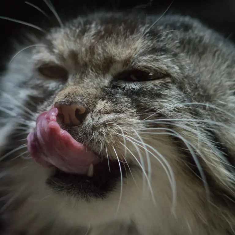 Фотография Примулы в Зоопарке Уено
