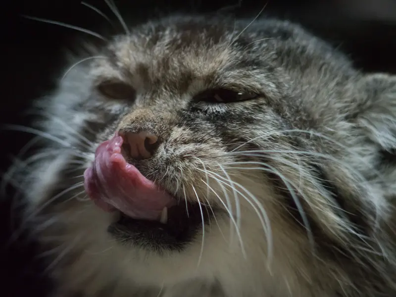 Фотография Примулы в Зоопарке Уено