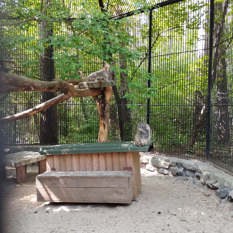 Фотография с манулом в Новосибирском Зоопарке