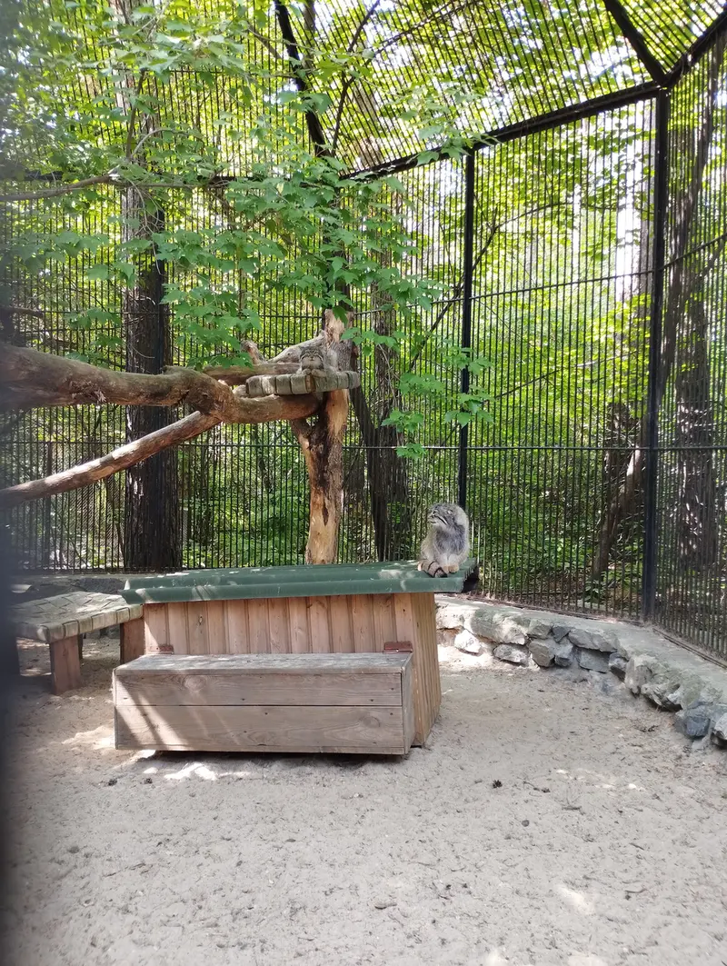 Фотография с манулом в Новосибирском Зоопарке