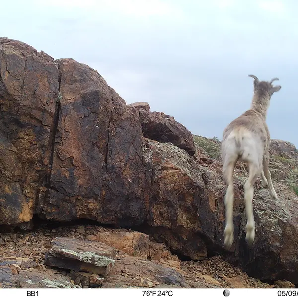 Фотография Аргали с фотоловушки Актас-Кункора