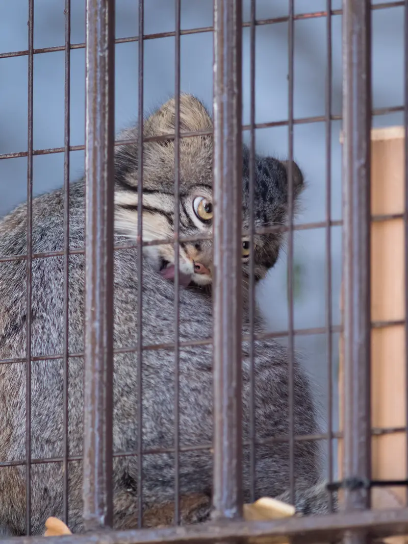 Фотография Фиги в Зоопарке Ногеяме