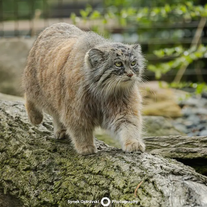 Фотография Мойры в Остравском Зоопарке