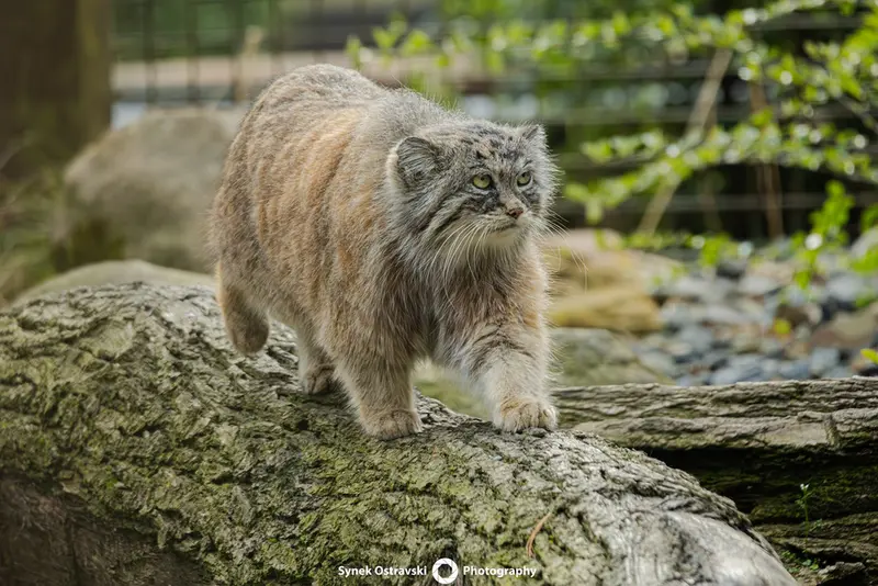 Фотография Мойры в Остравском Зоопарке