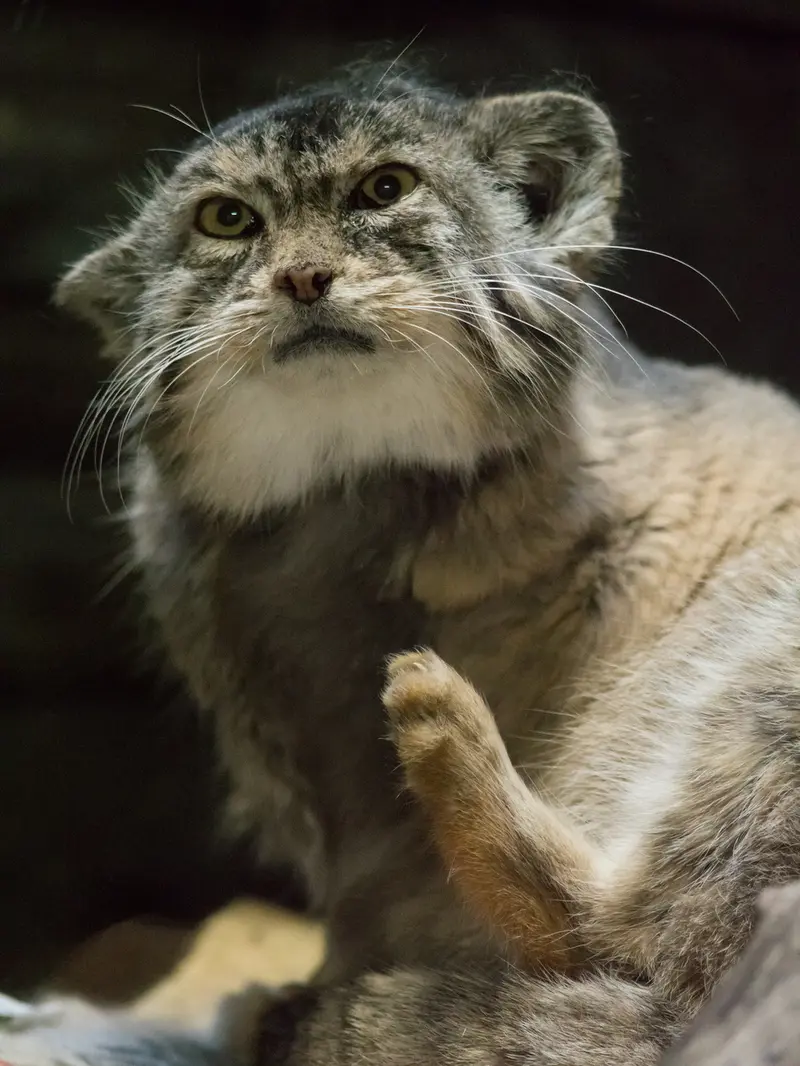 Фотография Примулы в Зоопарке Уено