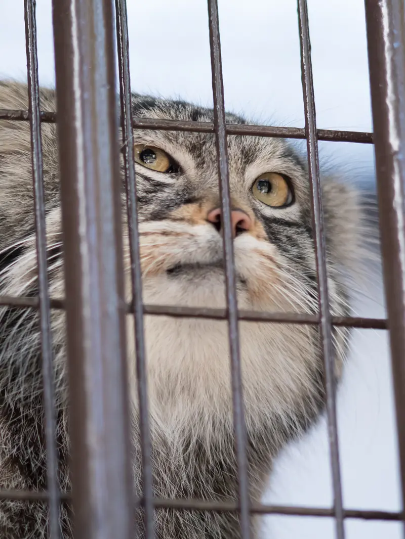 Фотография Фиги в Зоопарке Ногеяме