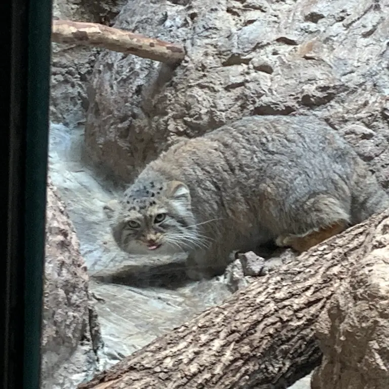 Фотография Миши в Бирмингемском Зоопарке