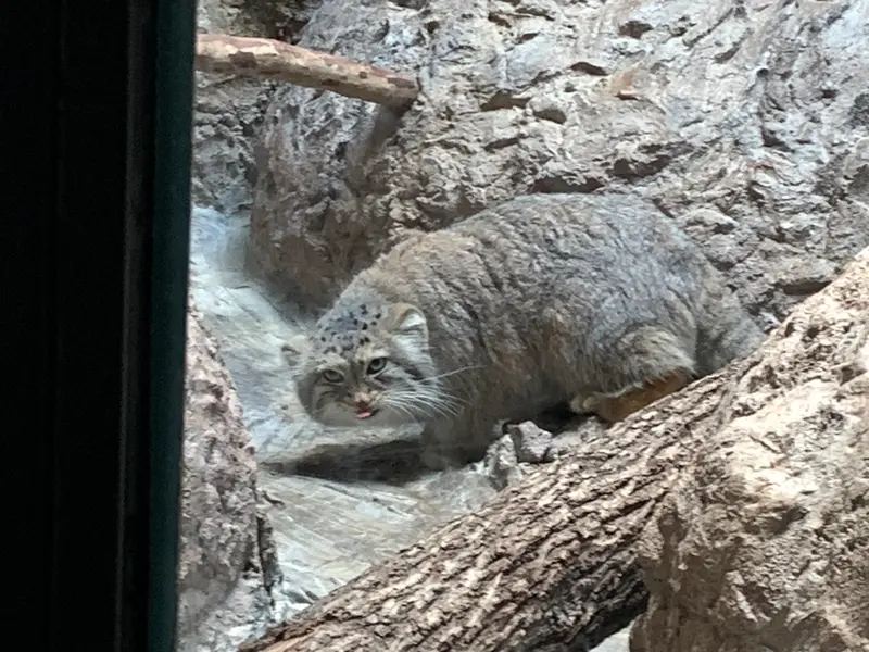 Фотография Миши в Бирмингемском Зоопарке