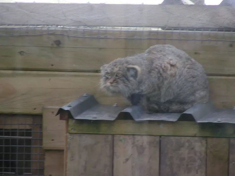 Фотография Алтая в Лэйклэнде Вайлдлайф Оазисе