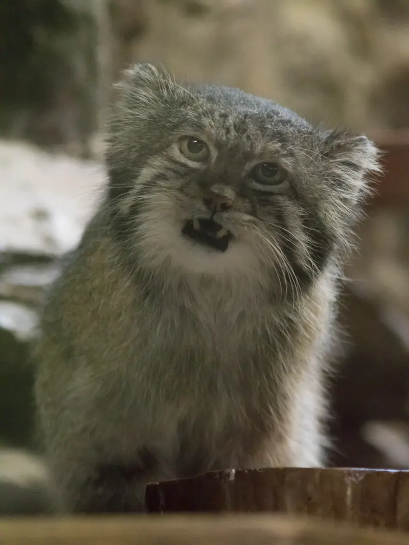 Фотография Клёна в Зоопарке Уено