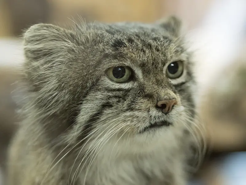 Фотография Клёна в Зоопарке Уено