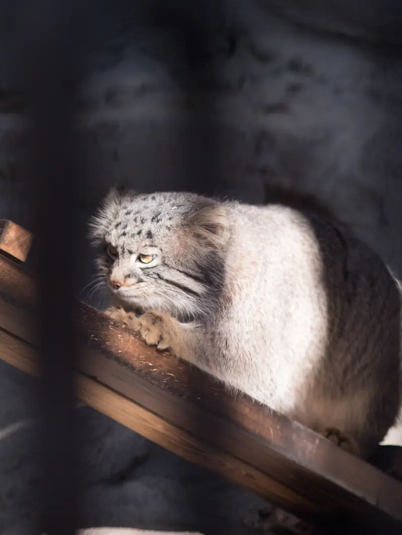 Фотография Фиги в Зоопарке Ногеяме