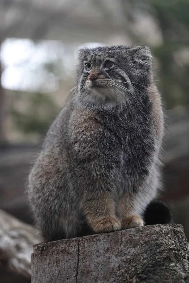 Фотография Абрикос в Царстве Животных Насу
