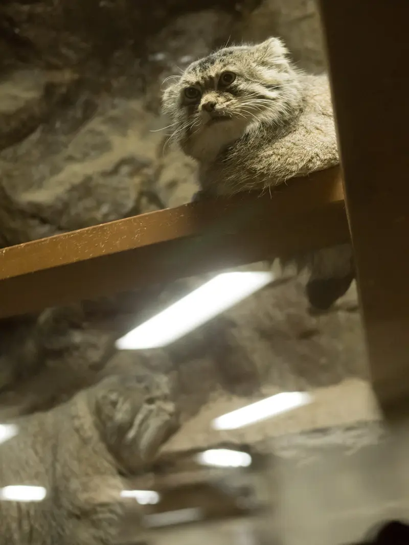 Фотография Примулы и Клёна в Зоопарке Уено