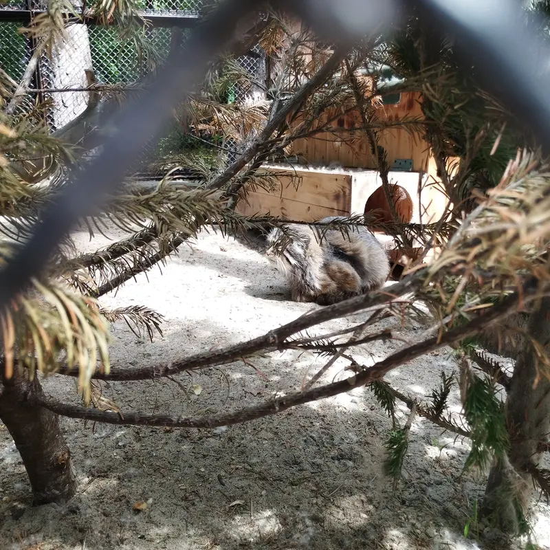 Фотография Зеленогорска в Новосибирском Зоопарке