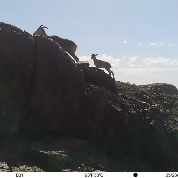 Фотография Аргали с фотоловушки Актас-Кункора