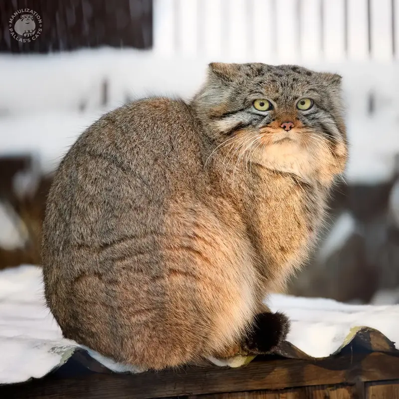 Фотография с манулом