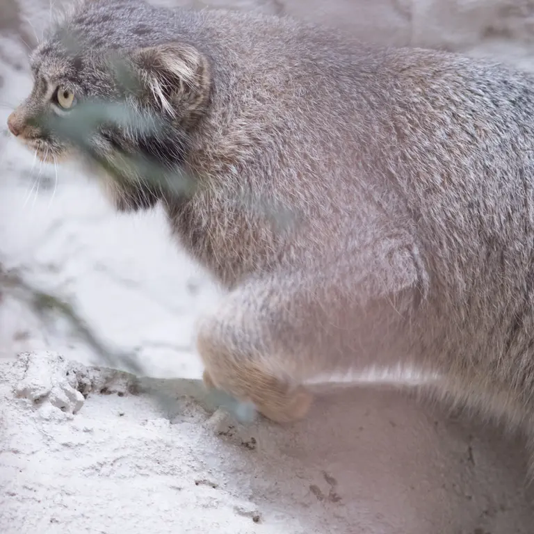 Фотография Фиги в Зоопарке Ногеяме