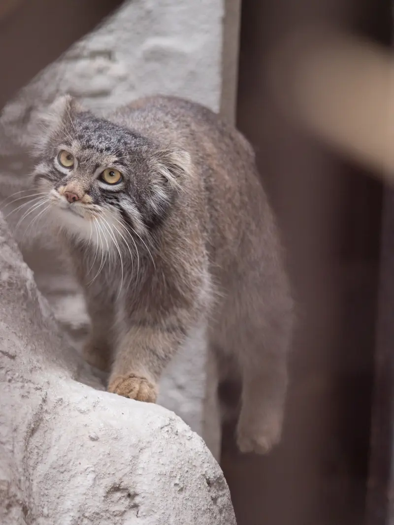 Фотография Фиги в Зоопарке Ногеяме