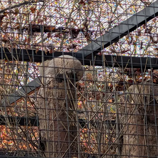 Фотография Зая и Саяна в Гданском Зоопарке