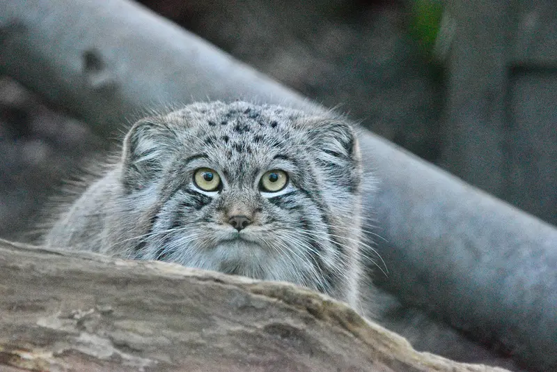 Фотография Алтая в Парке диких животных Порт-Лимпн