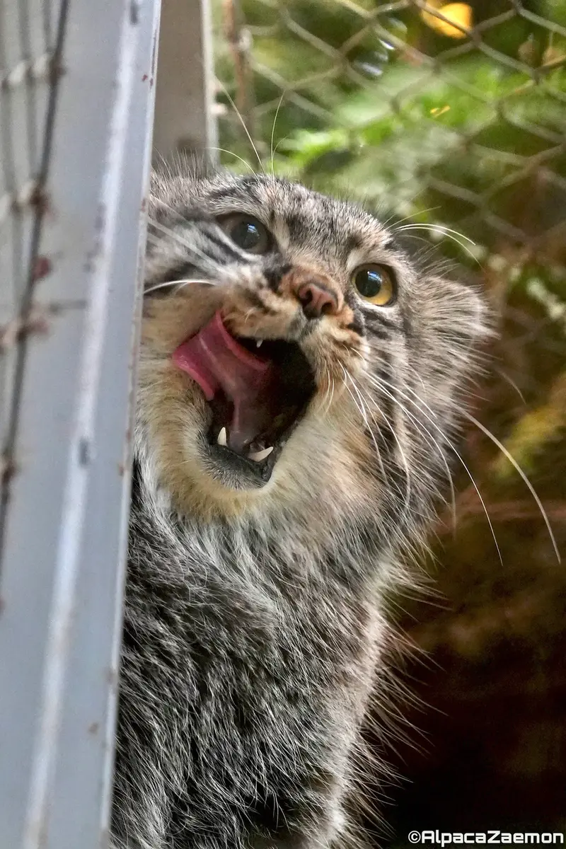 Фотография Мей в Царстве Животных Кобе