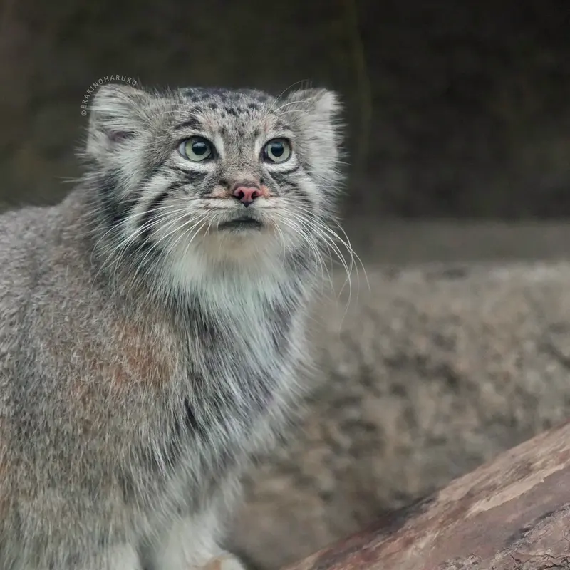 Фотография Аз в Царстве Животных Кобе