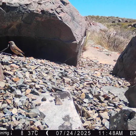 Фотография с манулом с фотоловушки Киикбай