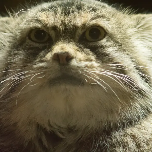 Фотография Примулы в Зоопарке Уено