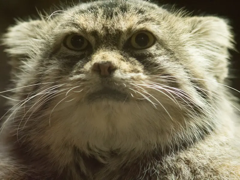 Фотография Примулы в Зоопарке Уено