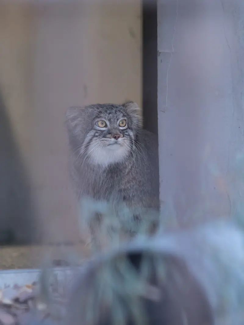 Фотография Фиги в Зоопарке Ногеяме