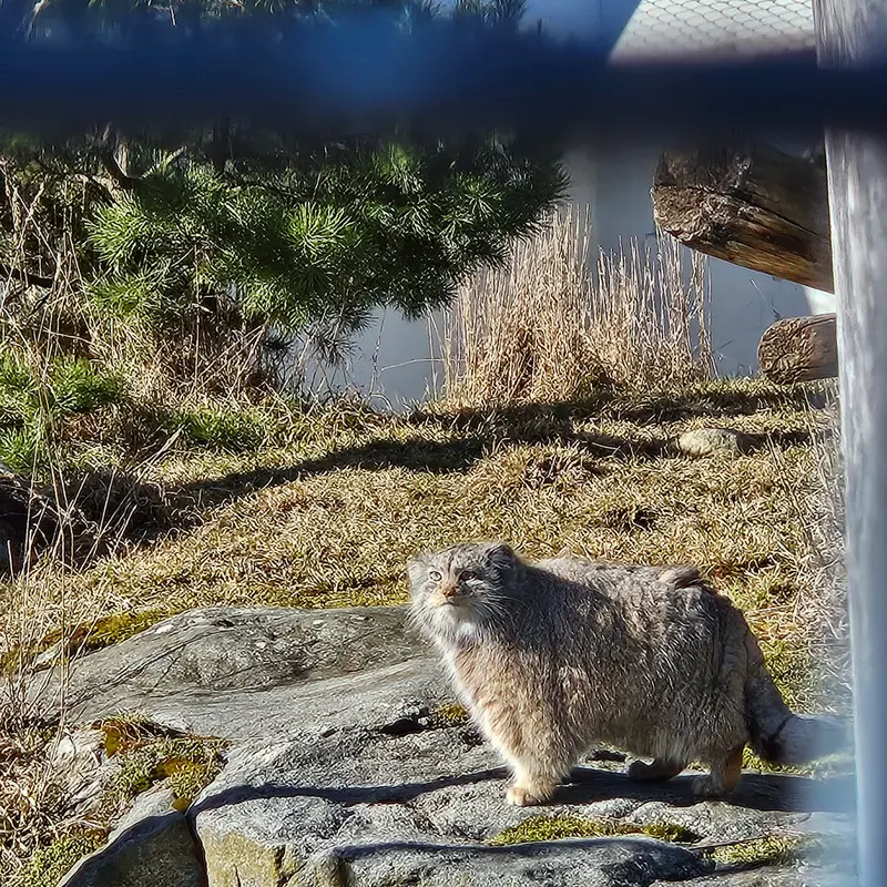 Фотография Мими в Зоопарке Коркеасаари