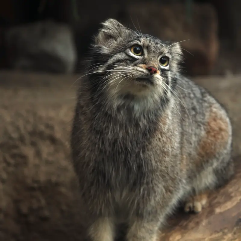 Фотография Ото в Царстве Животных Кобе