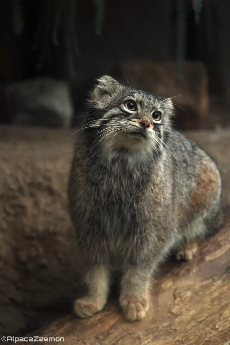 Фотография Ото в Царстве Животных Кобе