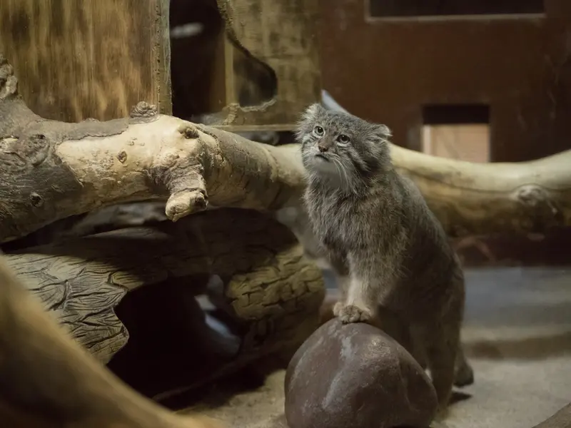 Фотография Клёна в Зоопарке Уено