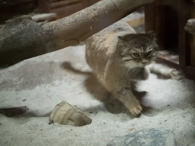 Фотография Примулы в Зоопарке Уено