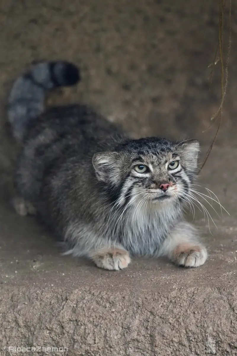 Фотография Аз в Царстве Животных Кобе