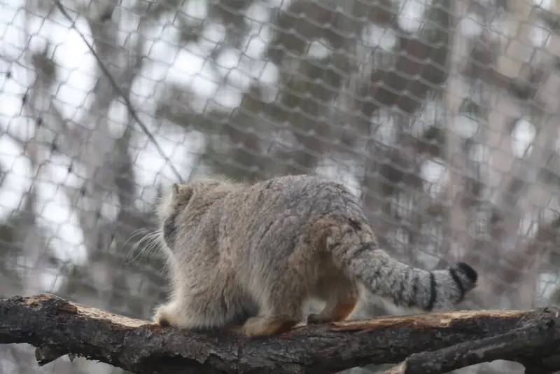 Фотография Аркаса в Зоопарке Коркеасаари