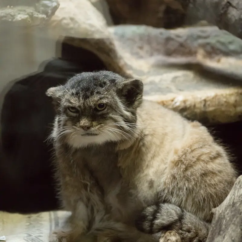 Фотография Примулы в Зоопарке Уено