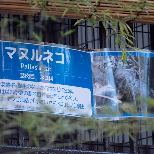 Фотография с манулом в Зоопарке Ногеяме