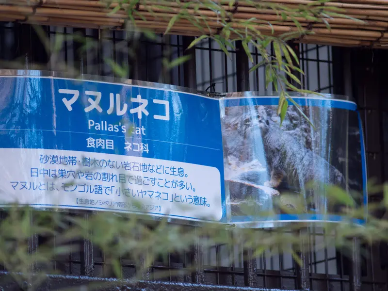 Фотография с манулом в Зоопарке Ногеяме