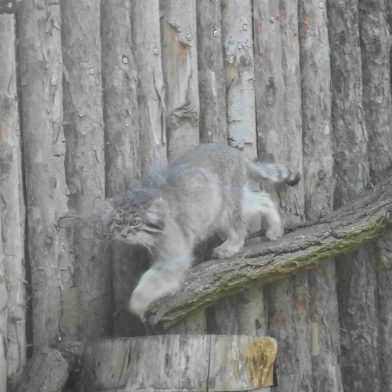 Фотография с манулом
