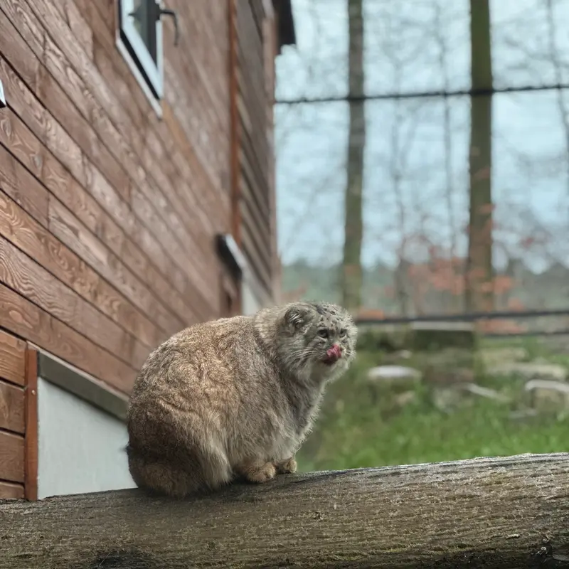 Фотография с манулом в Гданском Зоопарке