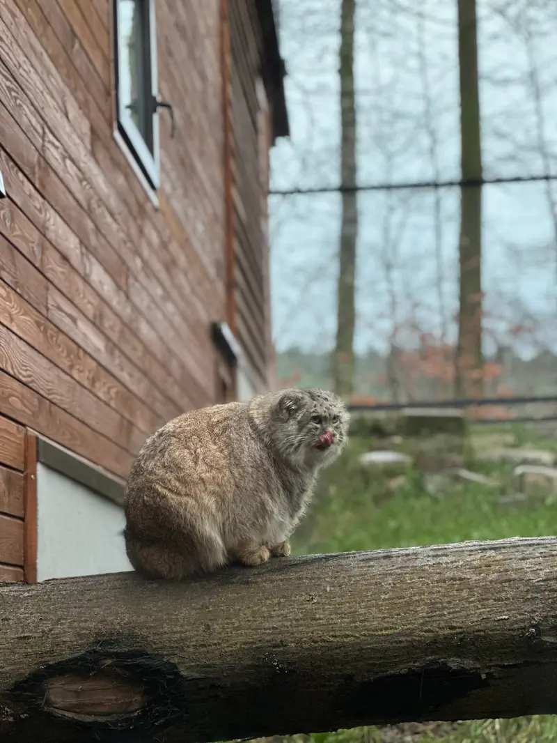 Фотография с манулом в Гданском Зоопарке